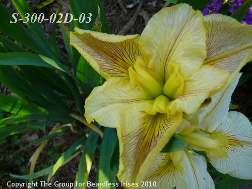 Sdlg-300-02D-03 843